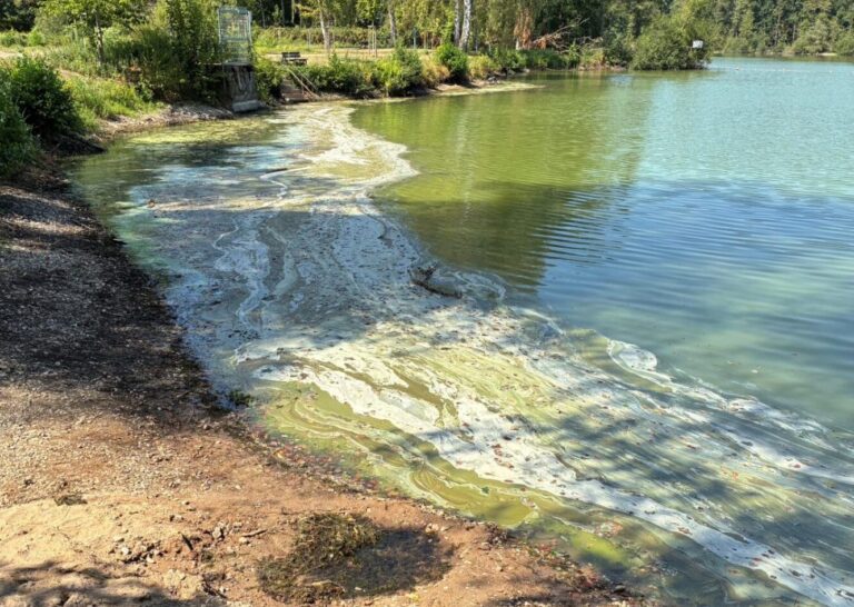 Verdacht auf Blaualgenbefall: Köndringer Baggersee ist bis auf Weiteres für den Badebetrieb gesperrt